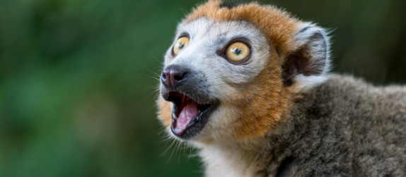 close-up of a lemur in the Cleveland Zoo